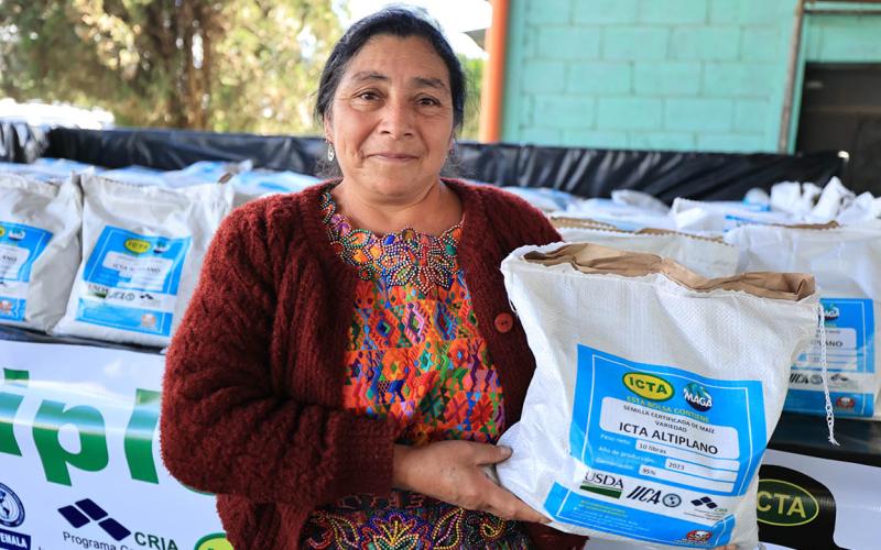 Maíz blanco ICTA-Altiplano tiene un alto potencial de rendimiento