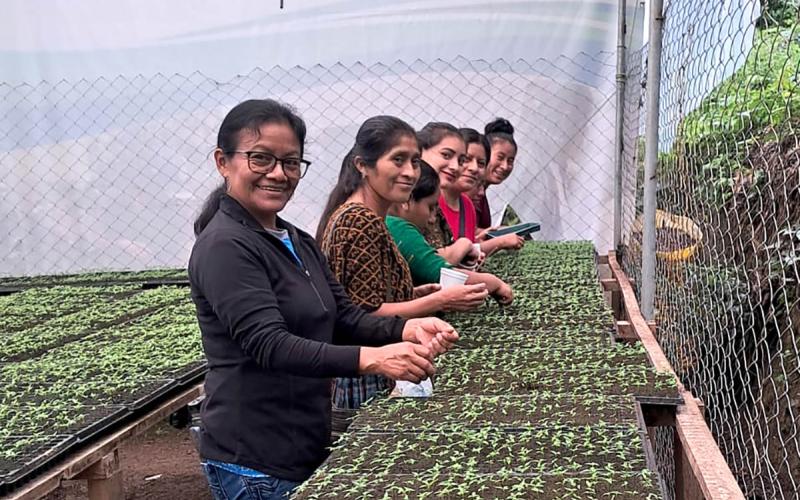 Promoviendo la producción de pilones de hortalizas en Alta Verapaz