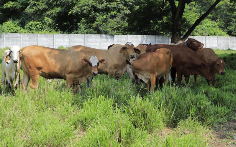 Guatemala mantiene muestreo para prevenir la brucelosis
