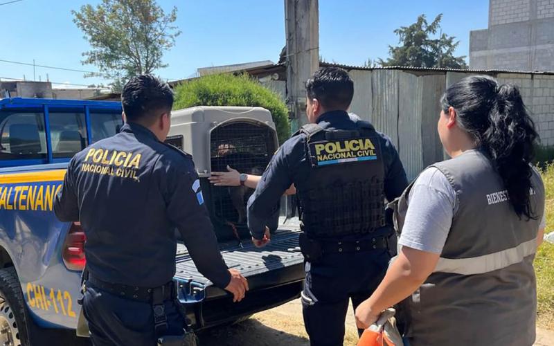 Resguardan a perra que era maltratada en Chimaltenango