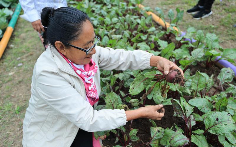 El cultivo de remolacha en huertos familiares