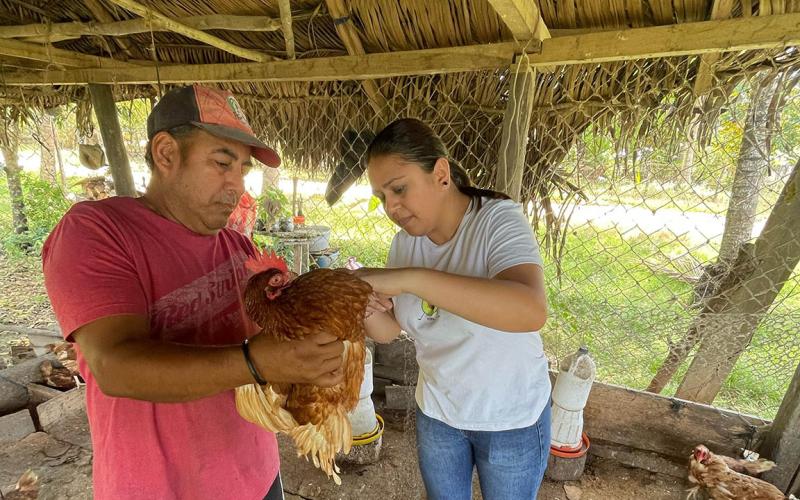 Fortalecen producción avícola en San Francisco, Petén