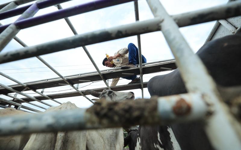 La Curabichera se utiliza para curar heridas y prevenir el Gusano Barrenador del Ganado
