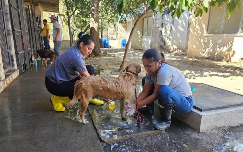 Recomendaciones para el cuidado de sus mascotas por el Gusano Barrenador del Ganado