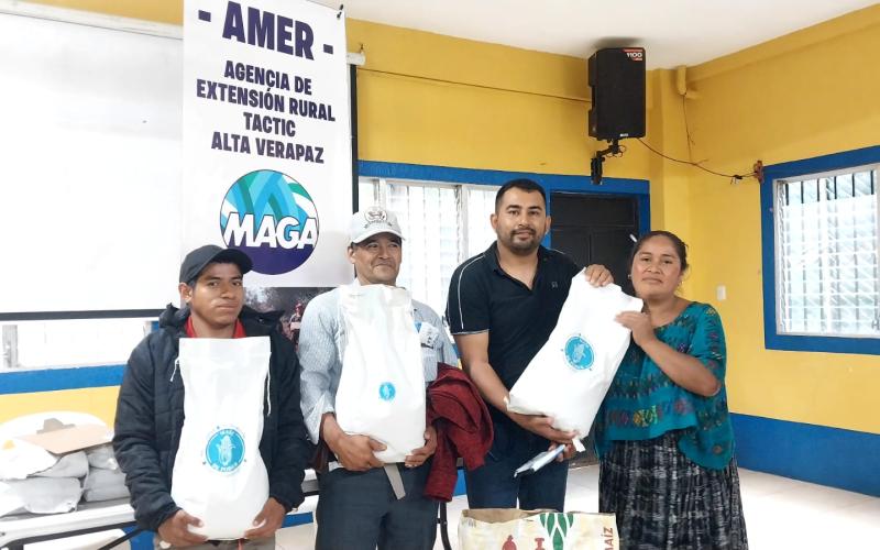 Acciones fortalecen el cultivo de maíz en Alta Verapaz