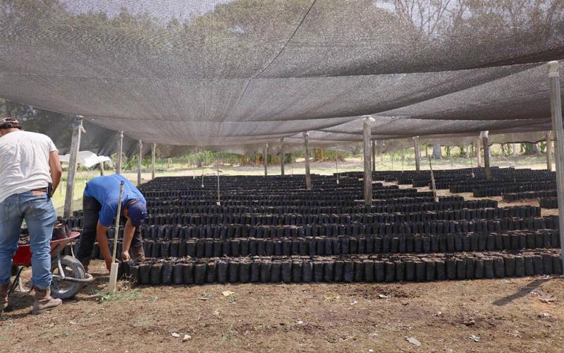 Avanza producción de 20 mil plantas de cacao en El Subín, Las Cruces