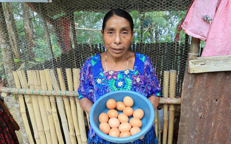 Gallinas ponedoras brindan sustento y bienestar económico en Alta Verapaz
