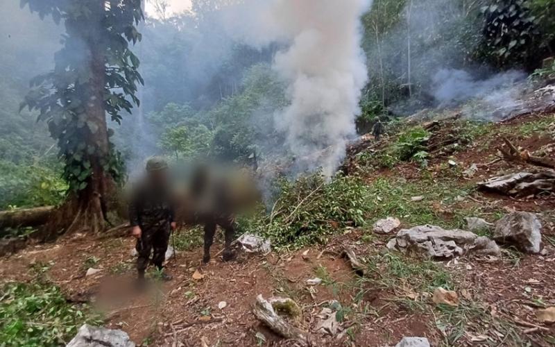 Ejército de Guatemala erradica arbustos de coca en Izabal