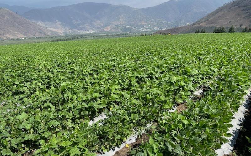 Guatemala se posiciona como exportador de productos orgánicos