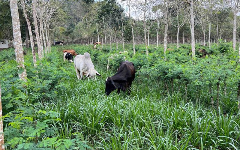 Petén avanza hacia una ganadería sin deforestación