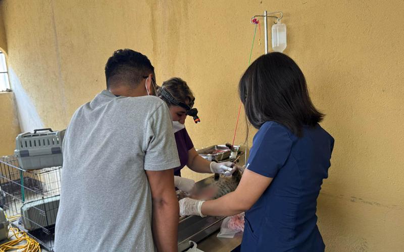 Realizan jornada de esterilización felina en Quetzaltenango