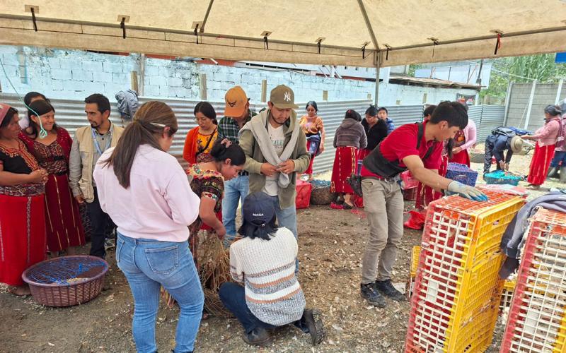 Crianza de aves de postura fortalecerá seguridad alimentaria en Quiché