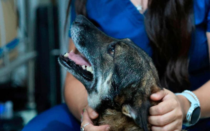 Cuide a sus mascotas en la temporada de lluvias