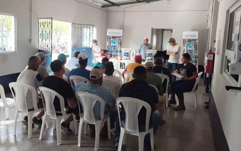 En Zacapa impulsan cultivo de maíz con mejor adaptación y calidad de planta 