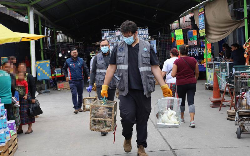 Operativo interinstitucional decomisa animales enjaulados en malas condiciones