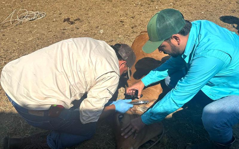 Puestos de control e inspección han revisado 96 mil animales por Gusano Barrenador