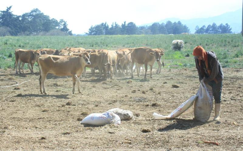 Recomendaciones para el sector agropecuario ante la caída de ceniza 