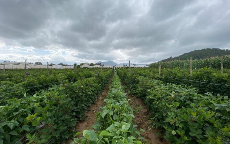Se monitorean cultivos en Escuintla y Retalhuleu ante posibles afectaciones por lluvias 
