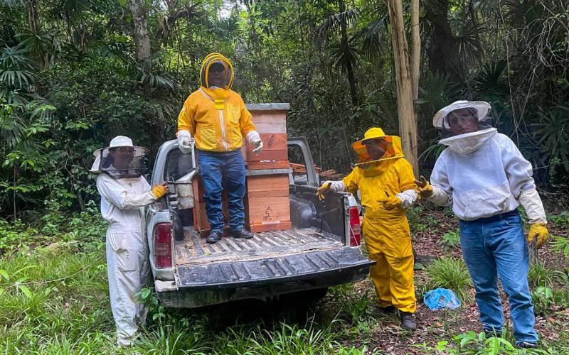 Apoyo a la Producción Apícola Promueve Desarrollo Local en Petén