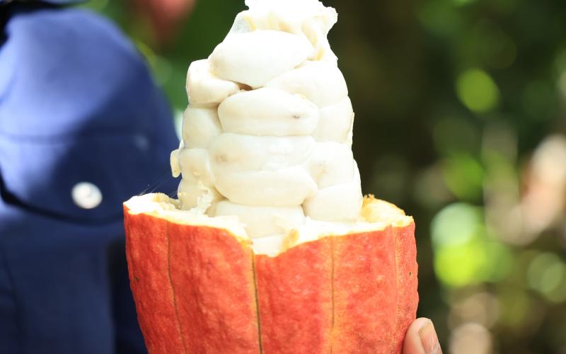 Certifican productos de cacao para exportación