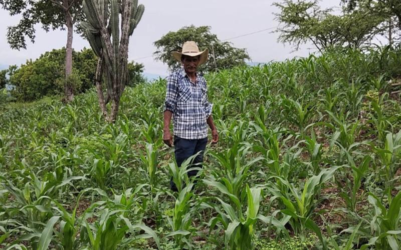 Evalúan germinación de cultivos de maíz para garantizar éxito de las cosechas