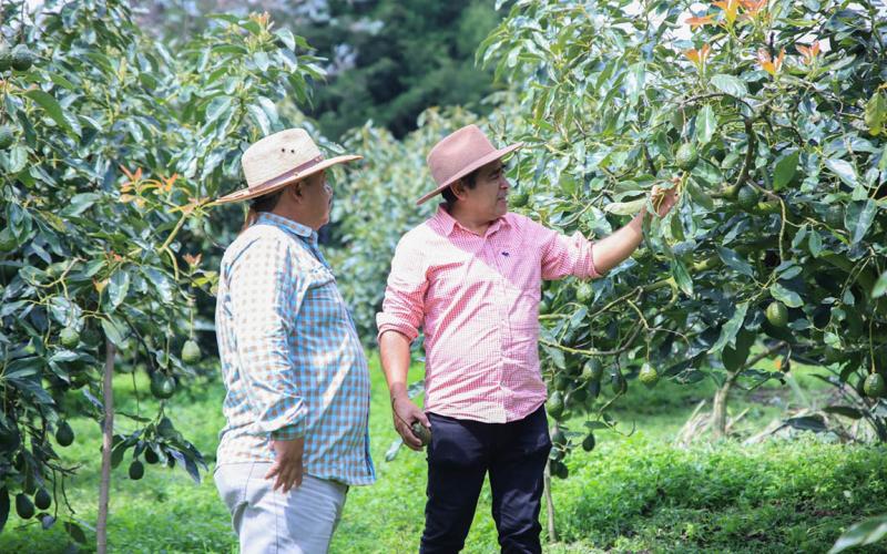 Guatemala celebra el “oro verde” como motor agrícola y cultural
