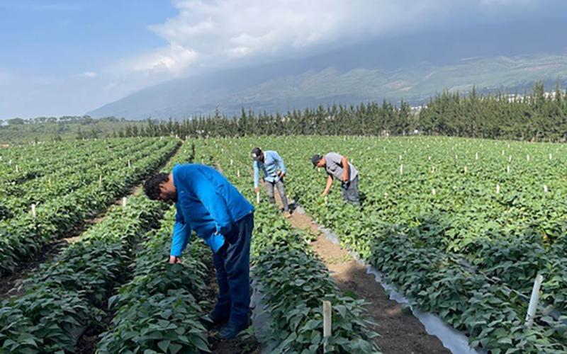 Inspeccionan cultivos orgánicos de ejote y espárragos de Sacatepéquez
