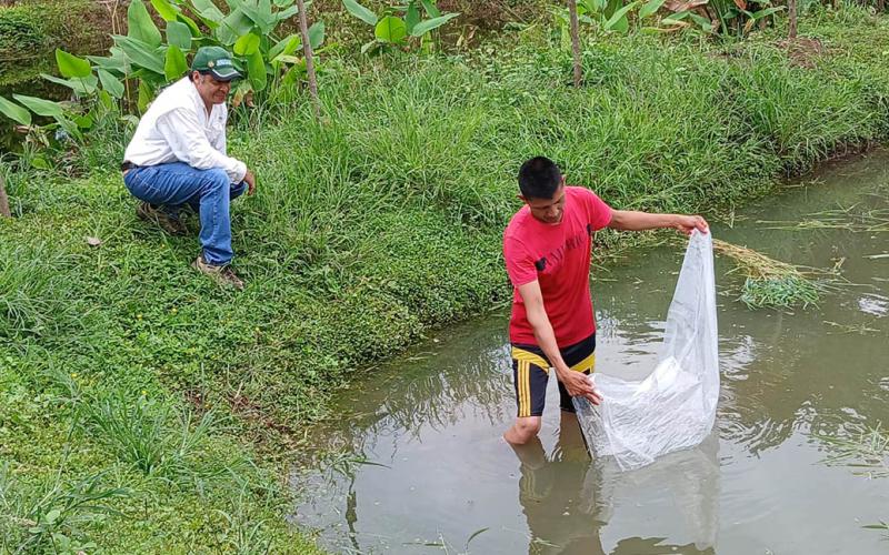 Siembran seis mil alevines para fortalecer producción acuícola en Retalhuleu