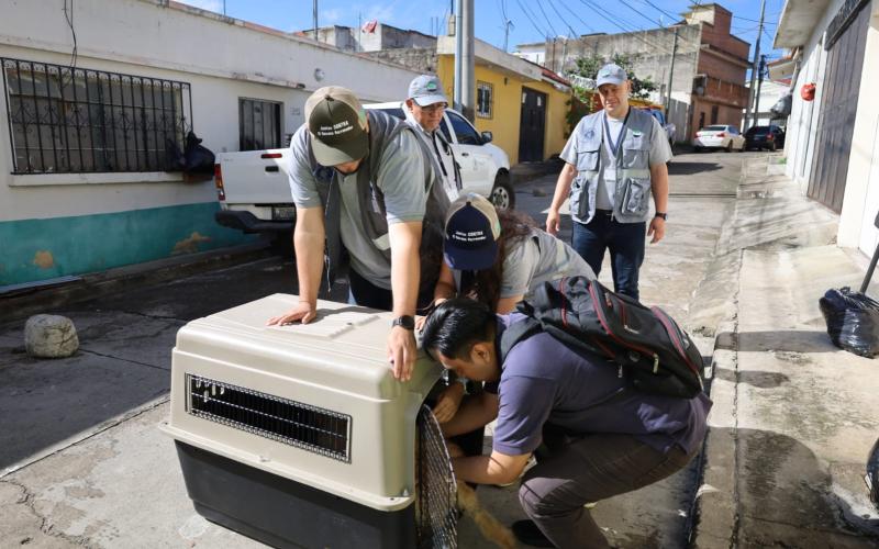 Decomisan perro maltratado tras denuncia ciudadana