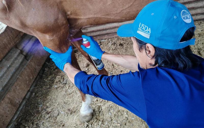 Mantienen acciones para controlar y prevenir el Gusano Barrenador 