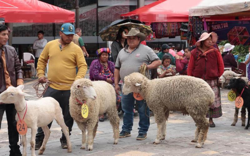 Realizan II Festival del Cordero y Agricultura Familiar