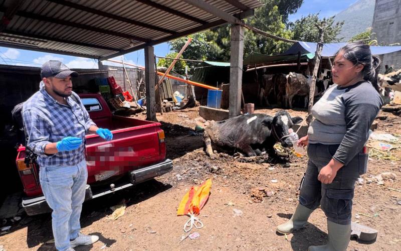 Se intensifica vigilancia contra el gusano barrenador