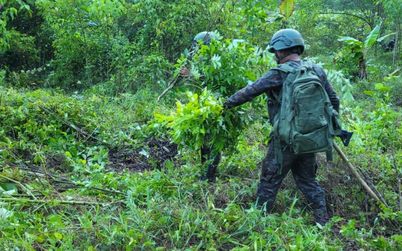 Ejército de Guatemala erradicó más de 50 mil arbustos de coca en Petén.
