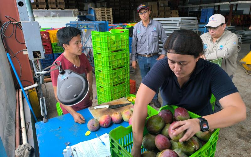 Guatemala exportó 14.7 millones de kilos de mango fresco a Estados Unidos
