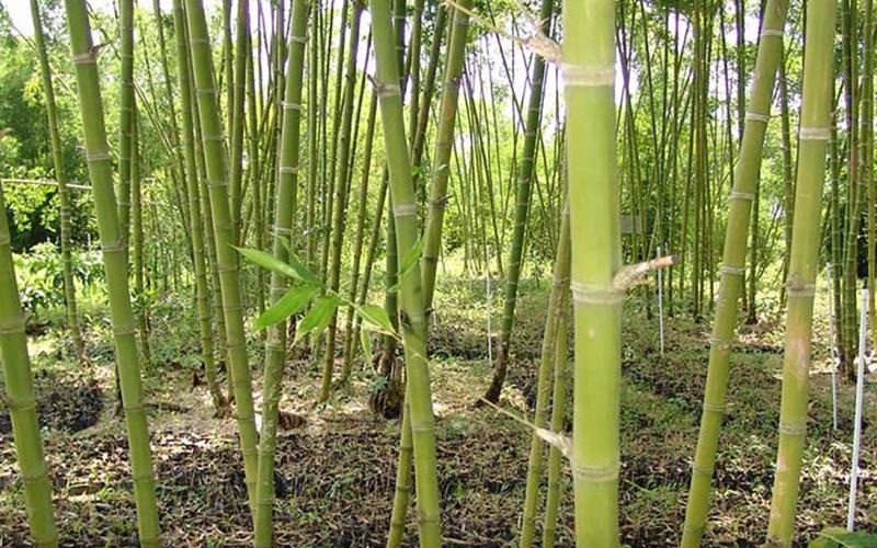 Impulso al cultivo y transformación del bambú