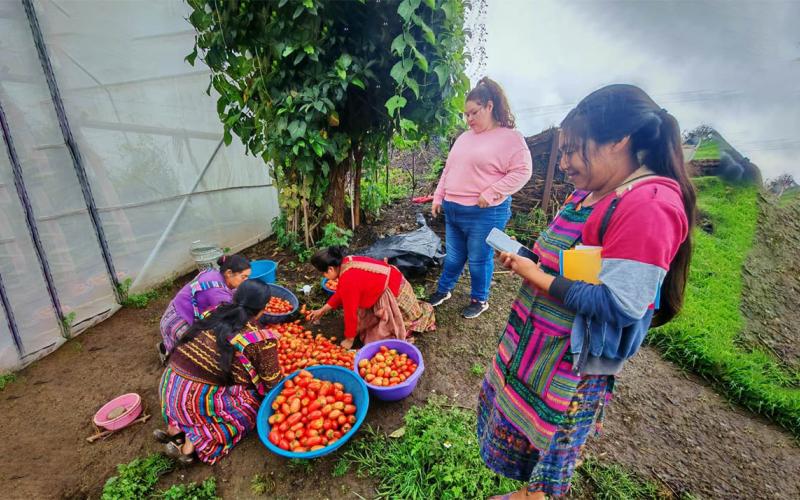 Brindan asistencia técnica a huertos de Quetzaltenango