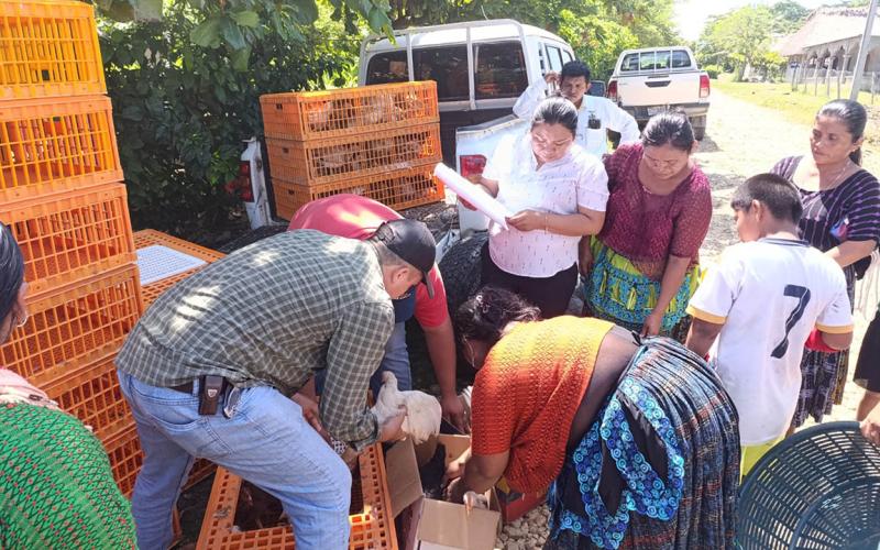 Entregan aves criollas mejoradas a 40 familias en Sayaxché