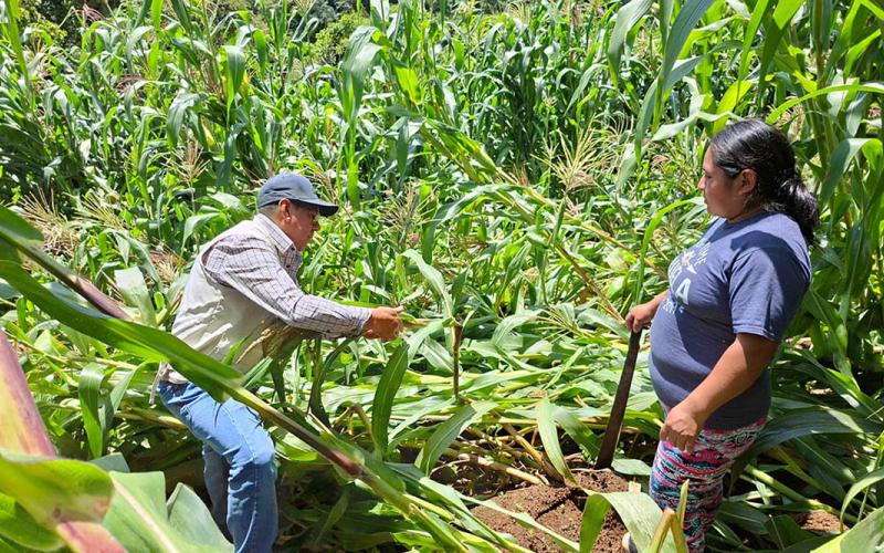 Evalúan y dan seguimiento a daños en cultivos por lluvias en Sacatepéquez 