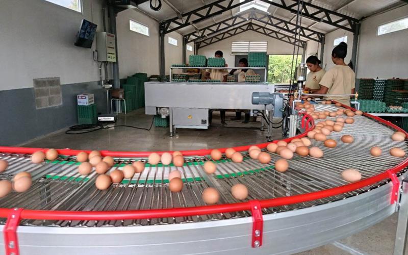 Fortalecen controles para garantizar la inocuidad del huevo que consumen los guatemaltecos