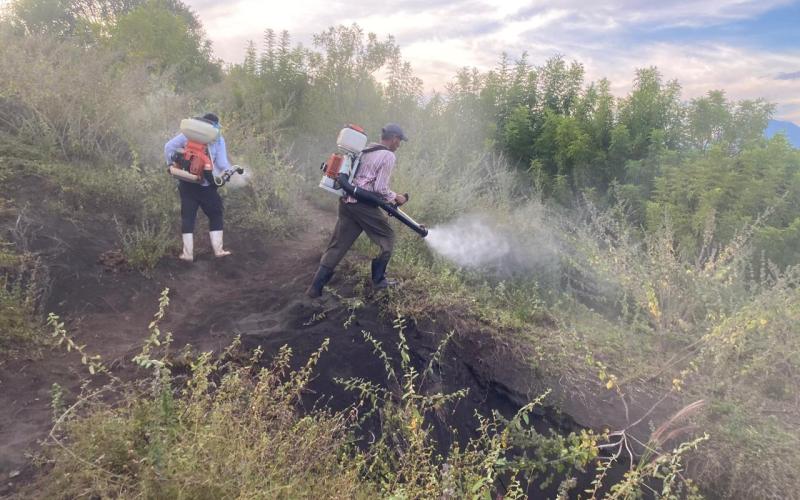 Refuerzan control biológico de la langosta voladora en Jutiapa