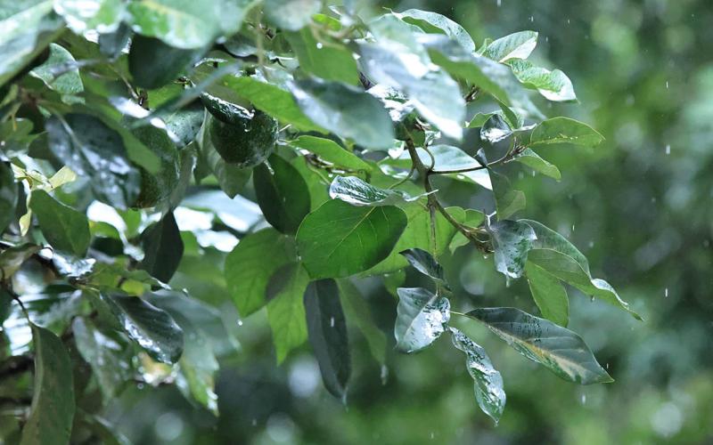 Se mantiene monitoreo agrometeorológico en 110 municipios por exceso de lluvias y riesgo agropecuario