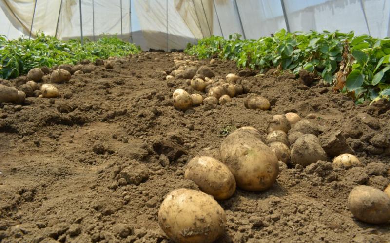 Un alimento esencial y recurso versátil en Guatemala
