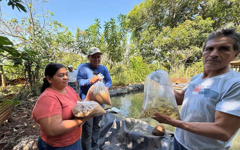 Impulsan el cultivo de tilapia en comunidades rurales de Santa Rosa
