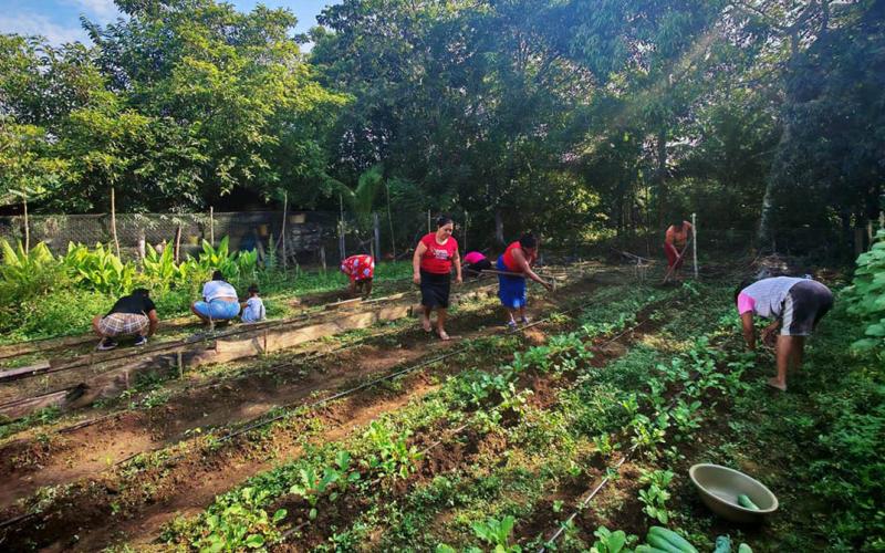 Productoras de Sayaxché cosechan pepino y fortalecen sus capacidades agrícolas