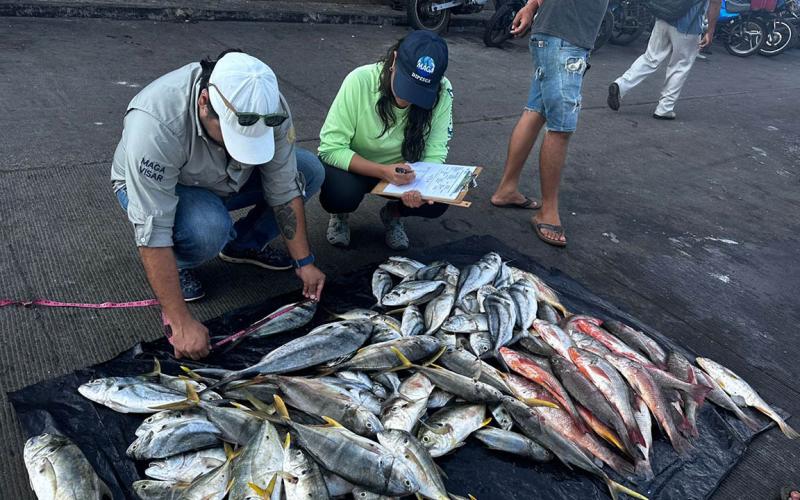 Realizan control biológico en pesca de arrastre de camarón en Escuintla