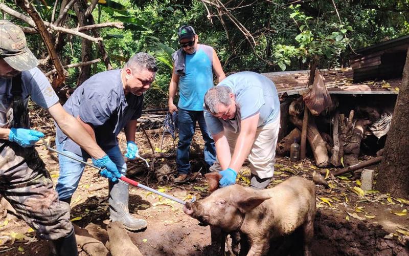 Refuerzan vigilancia sanitaria de cerdos de traspatio en Santa Rosa