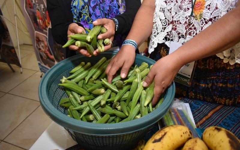 Beneficios y potencial del cultivo de okra 
