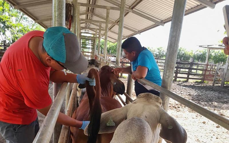 Brindan asistencia técnica para control zoosanitario de bovinos