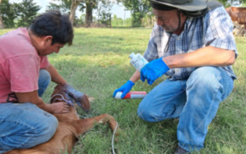 Inspeccionan más de 346 mil animales en 2025 para frenar el Gusano Barrenador
