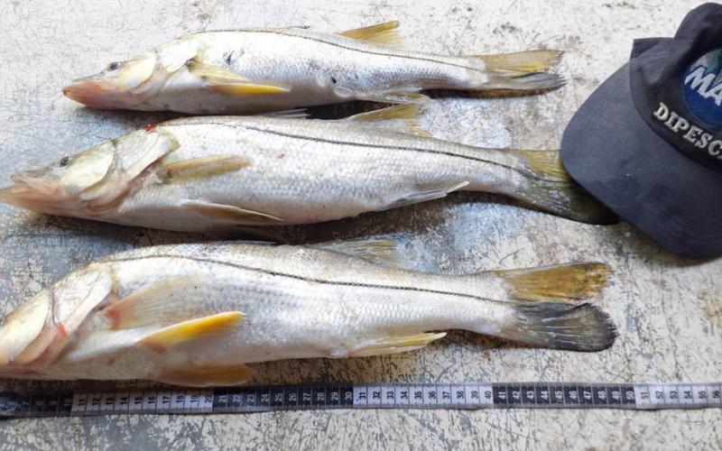 Efectúan monitoreo biológico de peces de captura en Izabal 